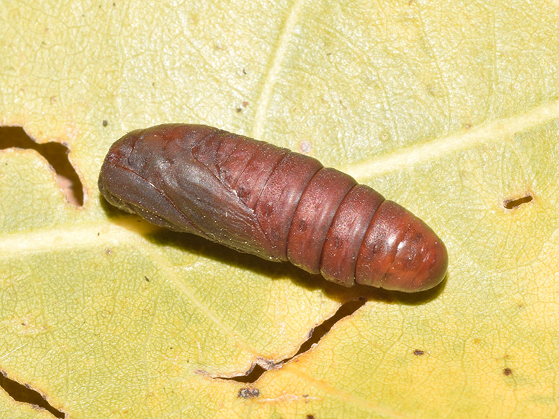 Larva, pupa e adulto di Furcula bifida - Notodontidae